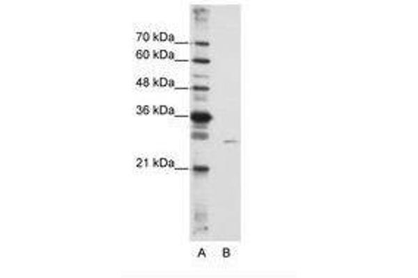 EMG1 antibody  (AA 51-100)