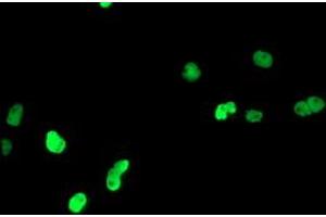 Anti-PPARA mouse monoclonal antibody (ABIN2455023) immunofluorescent staining of COS7 cells transiently transfected by pCMV6-ENTRY PPARA (RC216176). (PPARA antibody  (AA 145-420))