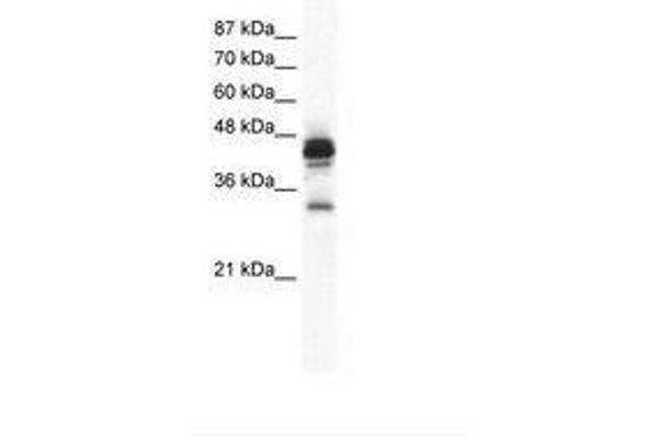 GJC3 antibody  (C-Term)