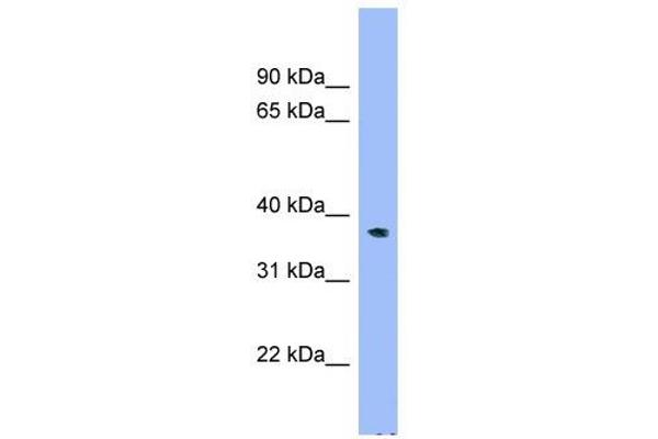 ADPRM 抗体  (N-Term)