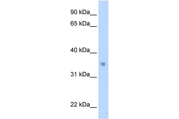 MLX antibody  (C-Term)