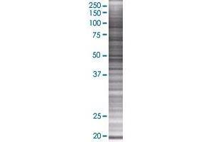 RBM8A transfected lysate. (RBM8A 293T Cell Transient Overexpression Lysate(Denatured))