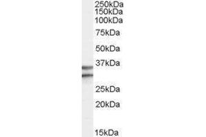 Western Blotting (WB) image for G Protein-Coupled Receptor 3 (GPR3) peptide (ABIN369423) (G Protein-Coupled Receptor 3 (GPR3) Peptide)