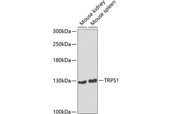 TRPS1 antibody  (AA 20-260)