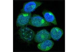 Confocal immunofluorescence analysis of methanol-fixed HepG2 cells using PEG10 mouse mAb (green), showing cytoplasmic localization. (PEG10 antibody  (AA 1-120))