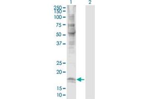Western Blot analysis of CLDN7 expression in transfected 293T cell line by CLDN7 MaxPab polyclonal antibody. (Claudin 7 antibody  (AA 1-211))