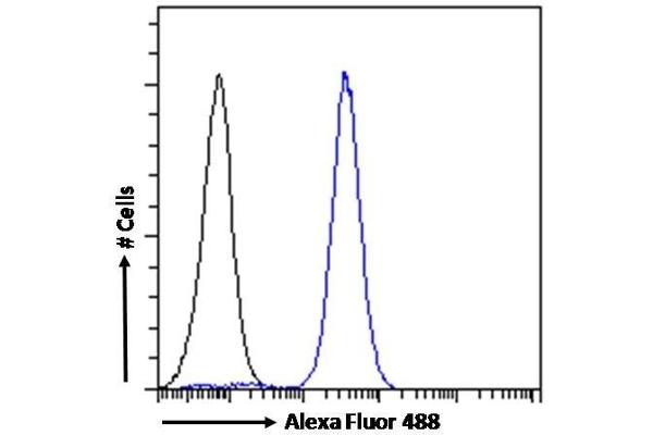 CD56 antibody  (Internal Region)