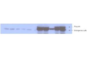 Western blot analysis is shown to detect endogenous and recombinant protein present in HeLa cell lysates transfected with various plk-1 mutation constructs. (PLK1 antibody  (pThr210))