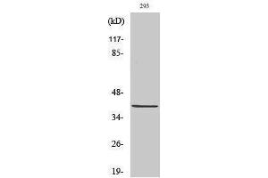Western Blotting (WB) image for anti-Paired Box 5 (PAX5) (N-Term) antibody (ABIN3176782) (PAX5 antibody  (N-Term))