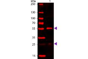 Western Blotting (WB) image for Donkey anti-Goat IgG antibody (DyLight 680) - Preadsorbed (ABIN6698876)