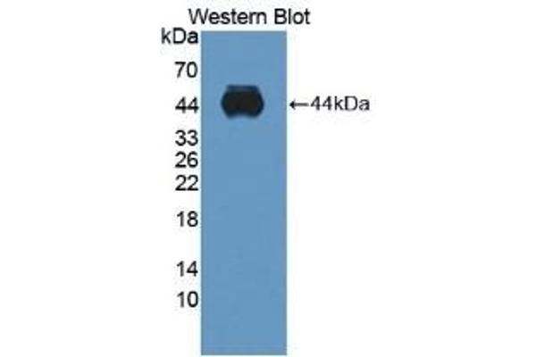 ADAMTS10 antibody  (AA 239-602)