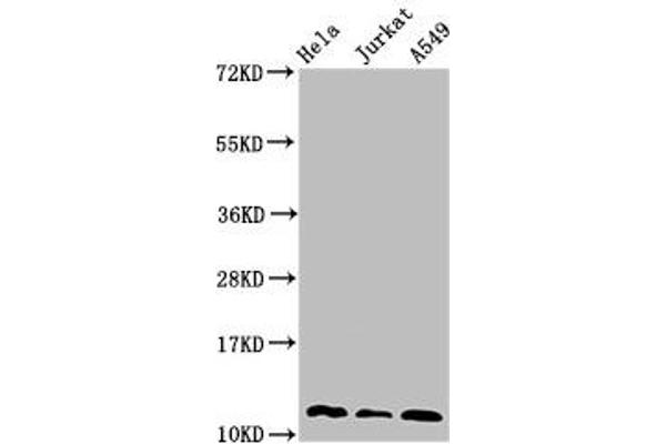 TXN antibody  (AA 2-105)