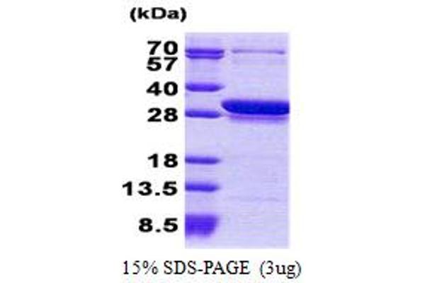 CCDC25 Protein (AA 1-208) (His tag)