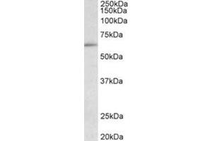 AP32030PU-N HIC2 / ZBTB30 Antibody staining of HepG2 lysate at 0. (HIC2 antibody  (Internal Region))