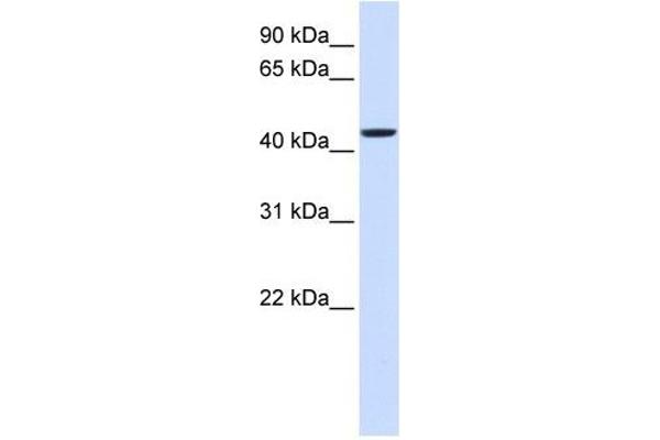 NIPA2 antibody  (Middle Region)