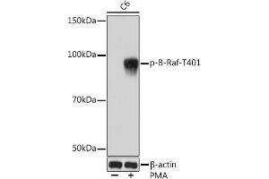 Western blot analysis of extracts of C6 cells, using Phospho-B-Raf-T401 Rabbit mAb (ABIN7265819) at 1:1000 dilution. (BRAF antibody  (pThr401))