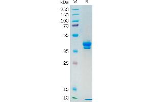 Human Protein, hFc Tag on SDS-PAGE under reducing condition. (MUC1 Protein (AA 1036-1156) (Fc Tag))