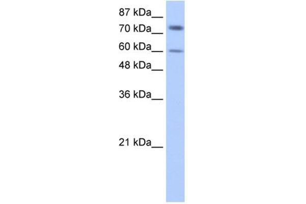 IGF2BP1 antibody  (N-Term)