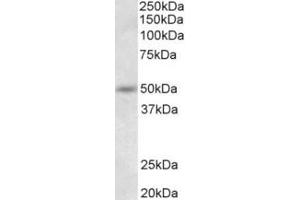 Western Blotting (WB) image for anti-Synaptotagmin IX (SYT9) (N-Term) antibody (ABIN2465128) (SYT9 antibody  (N-Term))