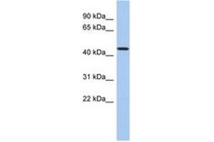 Image no. 1 for anti-Programmed Cell Death 7 (PDCD7) (N-Term) antibody (ABIN6744320) (PDCD7 antibody  (N-Term))