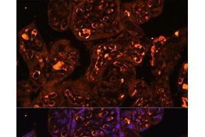 Immunofluorescence analysis of Human placenta using LAIR2 Polyclonal Antibody at dilution of 1:100. (LAIR2 antibody)