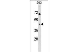 Western blot analysis in 293 cell line lysates (35ug/lane). (MRPL39 antibody  (C-Term))