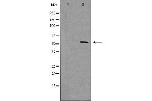 Western blot analysis of extracts from rat brain cells using Nuclear Factor 1 antibody. (Nuclear Factor 1 antibody)