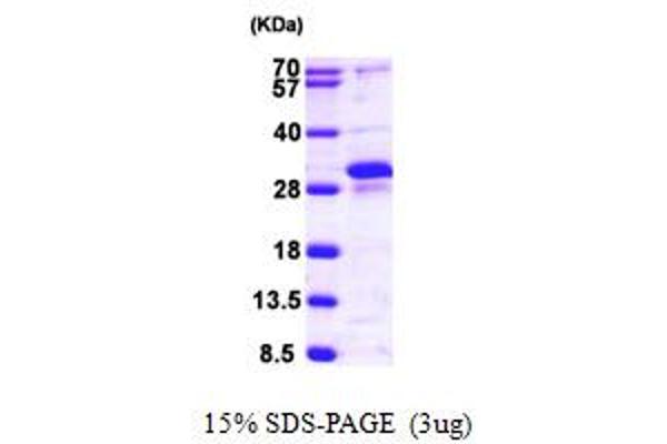 RERG Protein (AA 1-199) (His tag)