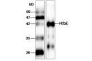 Image no. 1 for anti-E. Coli RfbE (AA 23-338) antibody (ABIN791601) (E. Coli RfbE (AA 23-338) antibody)