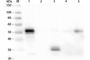 Western Blot of Anti-Rabbit IgG F(c) (DONKEY) Antibody . (Donkey anti-Rabbit IgG (Fc Region) Antibody (Biotin) - Preadsorbed)