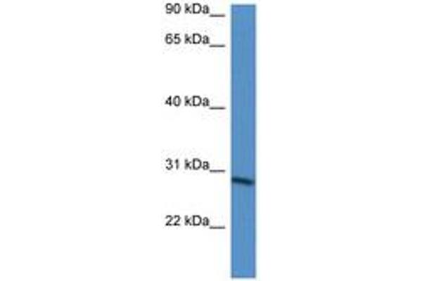 BARX Homeobox 2 antibody  (AA 65-114)