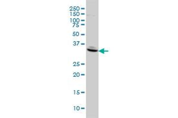 Follistatin antibody  (AA 1-344)