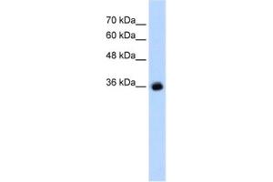 Western Blotting (WB) image for anti-gamma-aminobutyric Acid (GABA) A Receptor, gamma 2 (GABRG2) antibody (ABIN2461171) (GABRG2 antibody)