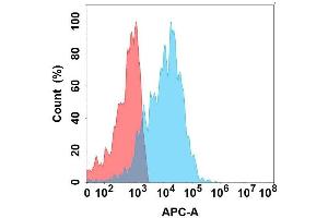 Flow cytometry analysis with Anti-EMCN on Expi293 cells transfected with human EMCN (Blue histogram) or Expi293 transfected with irrelevant protein (Red histogram). (Endomucin antibody)