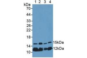 Figure. (Histone H4 antibody  (AA 2-103))