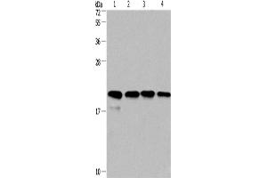 Western Blotting (WB) image for anti-Peptidylprolyl Isomerase F (PPIF) antibody (ABIN2423225) (PPIF antibody)