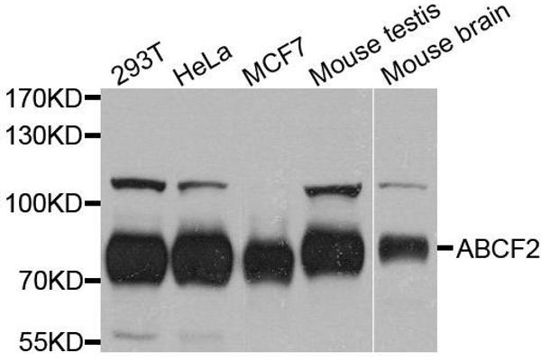 ABCF2 antibody  (AA 1-250)