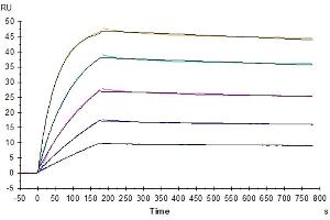 Surface Plasmon Resonance (SPR) image for Tumor Necrosis Factor Receptor Superfamily, Member 10d, Decoy with Truncated Death Domain (TNFRSF10D) protein (His-Avi Tag,Biotin) (ABIN7275782)