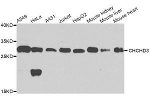 Western blot analysis of extracts of various cell lines, using CHCHD3 antibody. (CHCHD3 antibody  (AA 1-227))