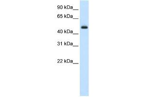 WB Suggested Anti-ELF3 Antibody Titration:  2. (ELF3 antibody  (Middle Region))