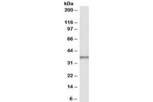 Western blot testing of HepG2 lysate with HOXC10 antibody at 1ug/ml. (HOXC10 antibody)