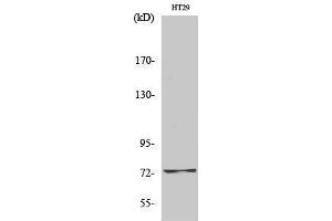 Western Blotting (WB) image for anti-V-Raf-1 Murine Leukemia Viral Oncogene Homolog 1 (RAF1) (Thr573) antibody (ABIN3177119) (RAF1 antibody  (Thr573))