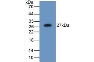 Figure. (C6orf150 antibody  (AA 211-395))