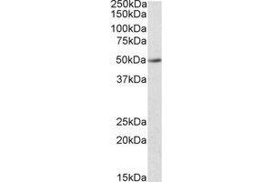 Image no. 1 for anti-Indoleamine 2,3-Dioxygenase 2 (IDO2) (AA 408-419) antibody (ABIN490567) (IDO2 antibody  (AA 408-419))