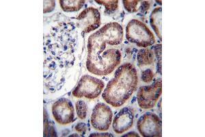 IREB2 Antibody immunohistochemistry analysis in formalin fixed and paraffin embedded human kidney tissue followed by peroxidase conjugation of the secondary antibody and DAB staining. (IREB2 antibody  (AA 201-230))