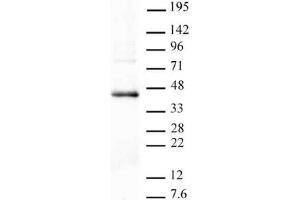 Western blot of PRMT6 antibody. (PRMT6 antibody  (N-Term))