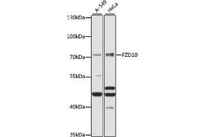 Western blot analysis of extracts of various cell lines, using FZD10 antibody (ABIN7267265) at 1:1000 dilution. (FZD10 antibody  (AA 135-230))
