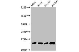 Western Blot Positive WB detected in: A549 whole cell lysate, K562 whole cell lysate, HepG2 whole cell lysate, Jurkat whole cell lysate All lanes: HIST1H2BC antibody at 1:100 Secondary Goat polyclonal to rabbit IgG at 1/50000 dilution Predicted band size: 14 kDa Observed band size: 14 kDa (Histone H2B antibody  (meLys12))