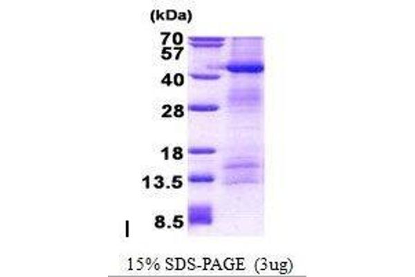 POFUT1 Protein