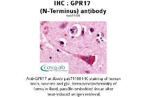 Image no. 1 for anti-G Protein-Coupled Receptor 17 (GPR17) (Extracellular Domain), (N-Term) antibody (ABIN1734990) (GPR17 antibody  (Extracellular Domain, N-Term))